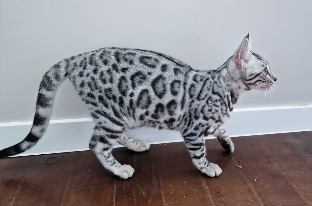 Сребърни и снежни бенгалски котенца