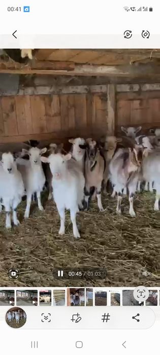 Capre tinere gestante