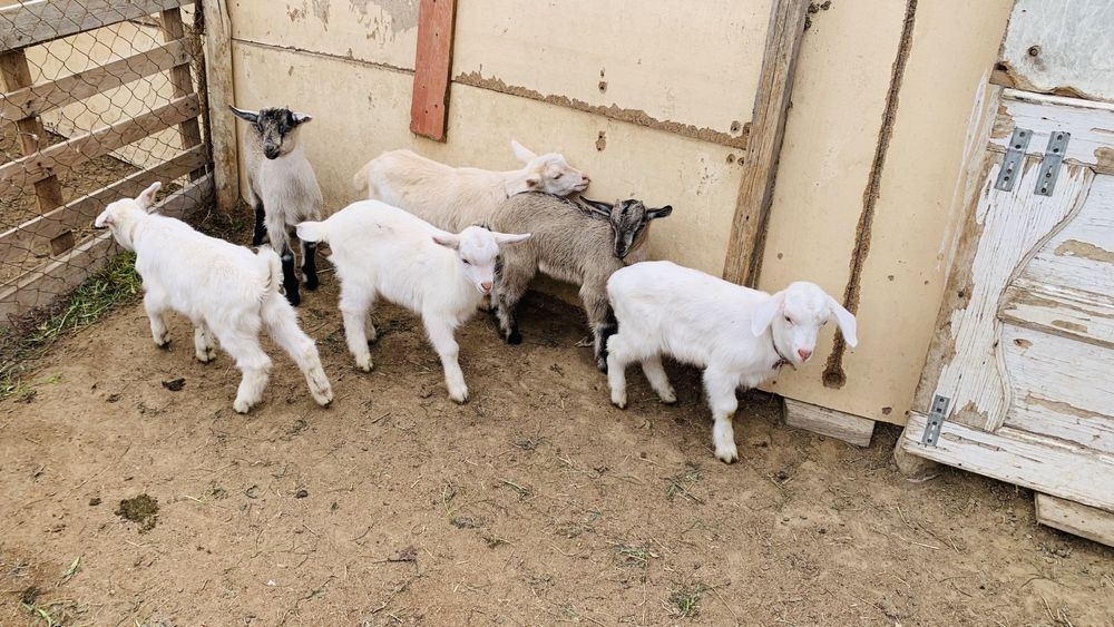 Ешкі альпи занен