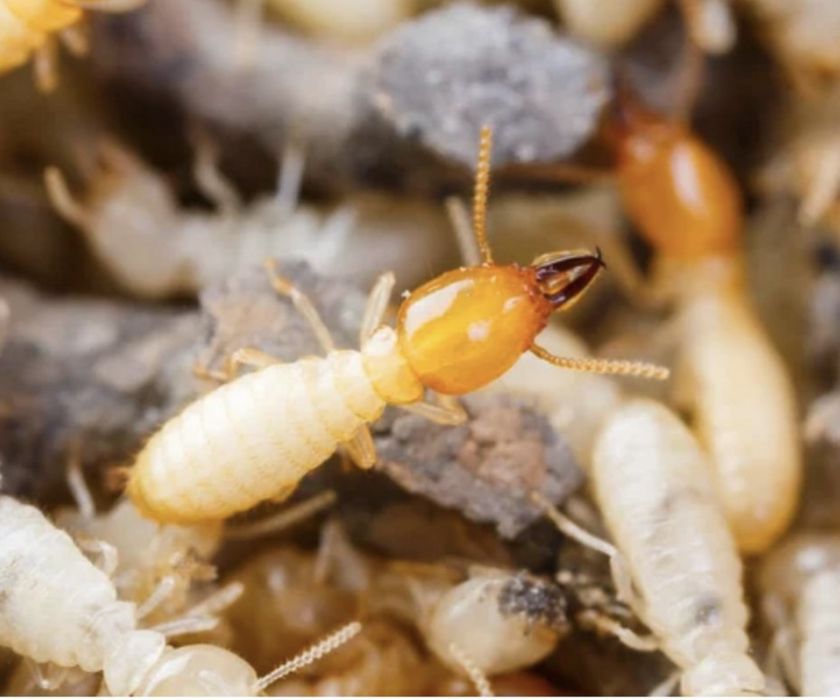 Дезинфекция тараканы,клопы,термиты