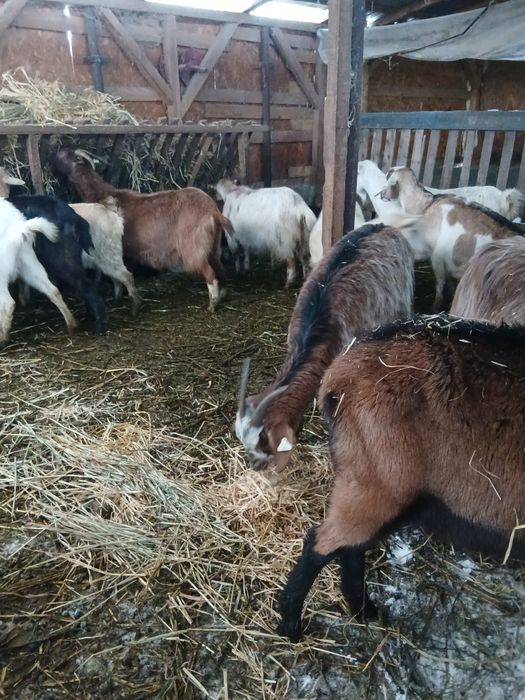 Vând 18 capre fatate