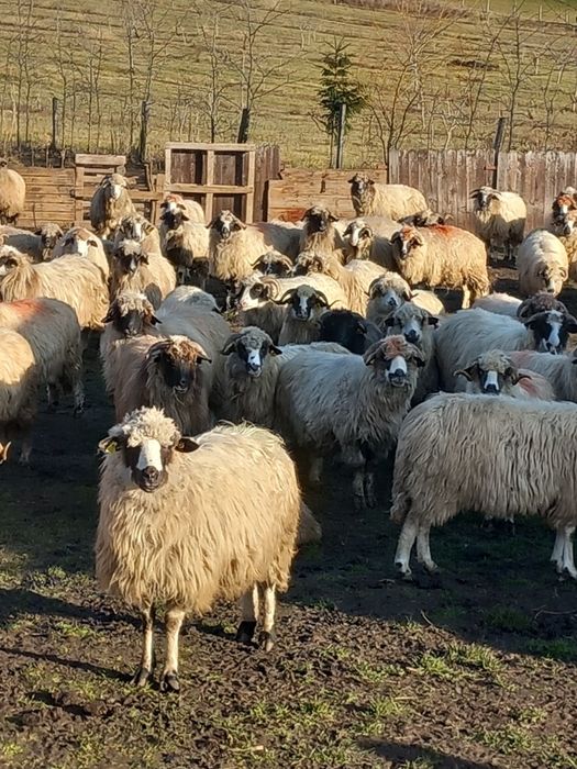 Vand 80 de oi de ținut