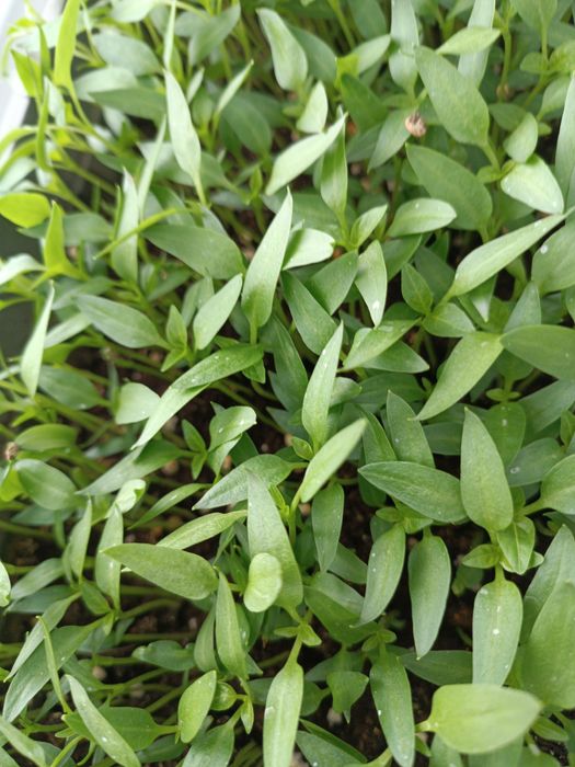 Продаю рассаду перцев