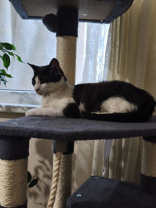 Момче и момиче две котета от улицата търсят  своя човек