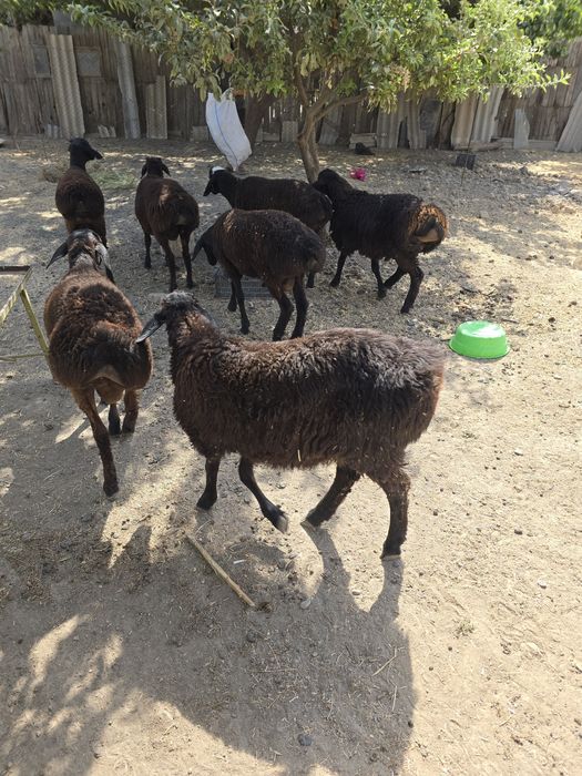 Eng qopol porno onlayn