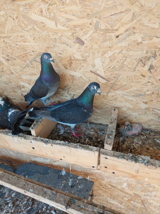 Vand sau schimb porumbei