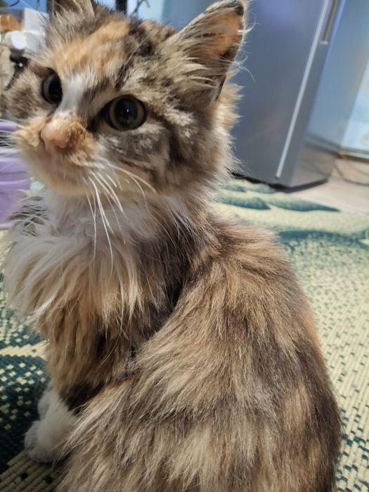 Подарява се женско коте