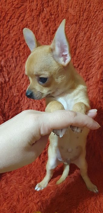 Щенок чихуахуа мальчик