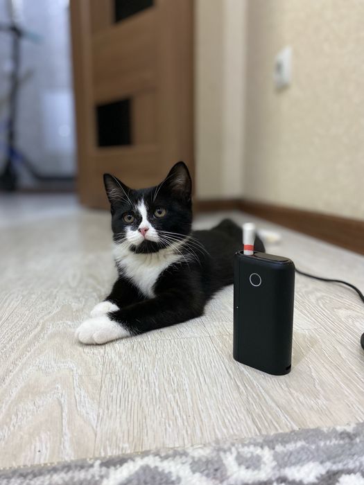 Кошка домашны чистая