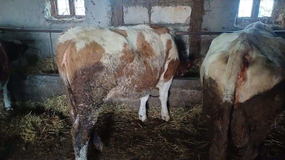 Vaci și jurinci gestante