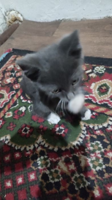 Отдаю Котят в добрые руки