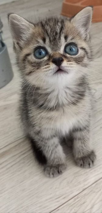 Отдам милых котят Шотландские