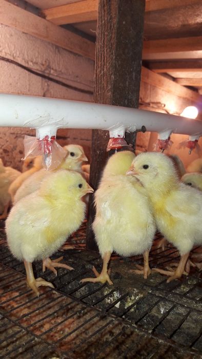 Цыплята  Бройлер.