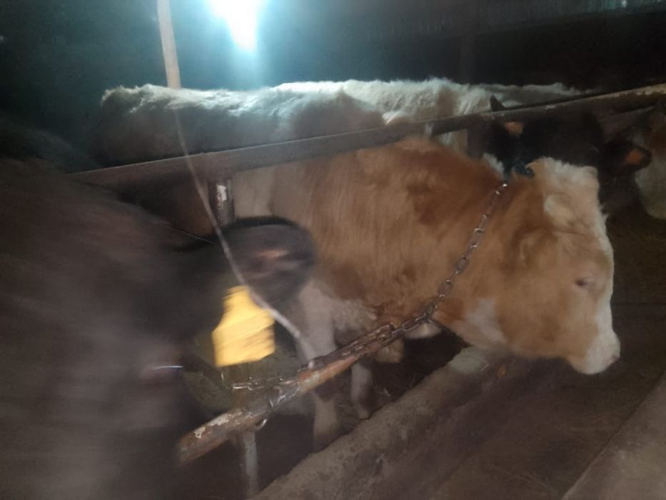 Продам Бычков откормленных