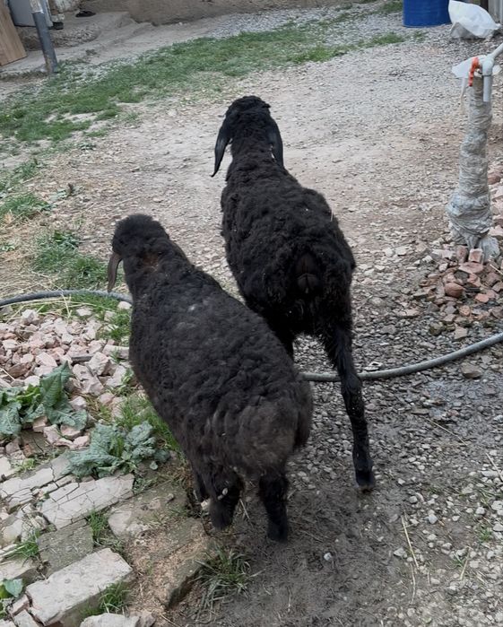 Қой токты сатылады