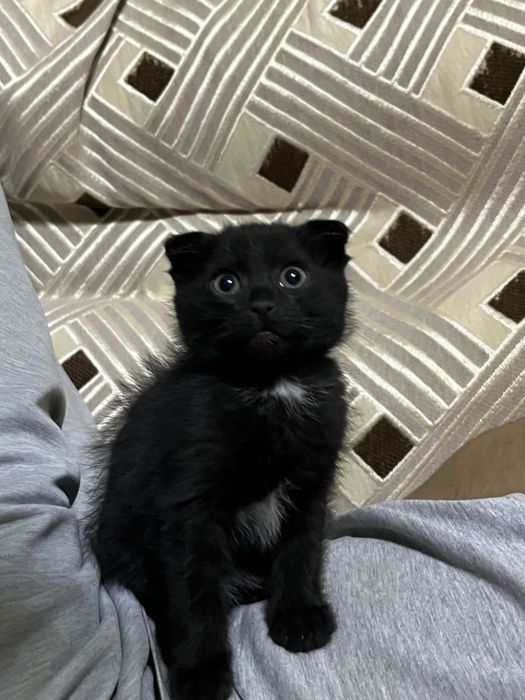 Котенок вислоухий