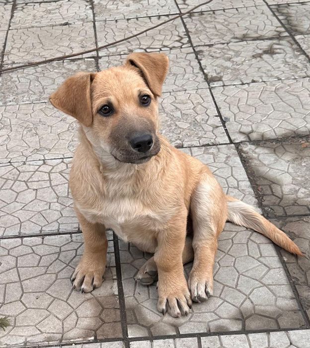 Щенок элитный, бесплатно