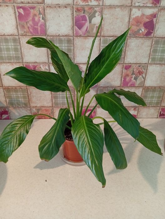 Женское счастье 2500