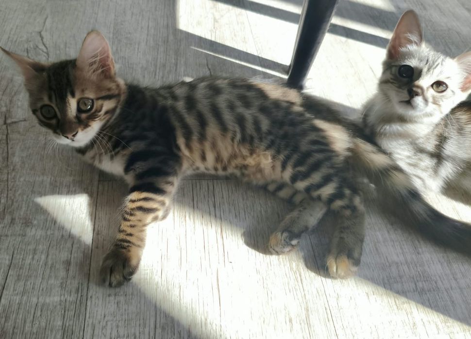 Котята бенгальские