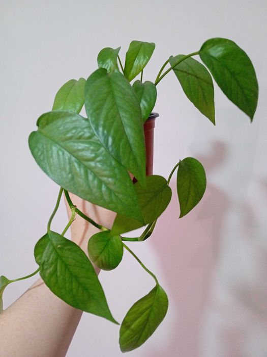 Продам эпипремнумы разногот вида