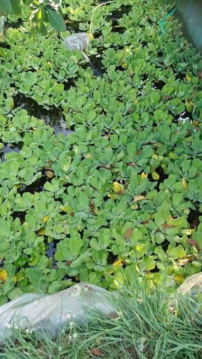 50 lei / 20 buc. Zambile amazoniene, salata de Nil, Egeria, plante de apa.