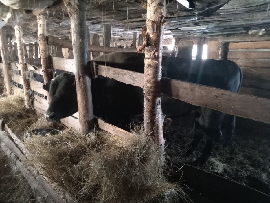 Продам быка с откорма 2.5 года