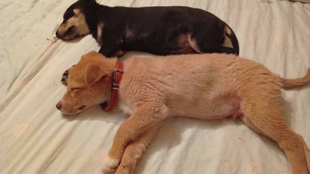 Отдам  щенков в добрые руки