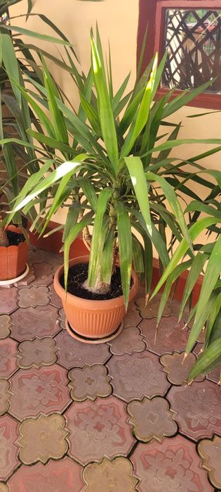 YUCCA matura 140 cm- 8 ani- planta decorativa deosebita