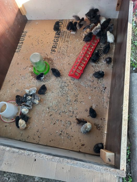 Продам цеплят (недельные)