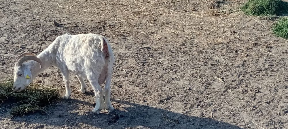 Семіз ірі сутті буаз