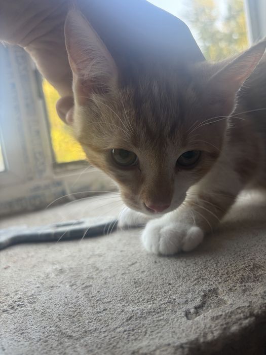 Котята бесплатно, корм в подарок!