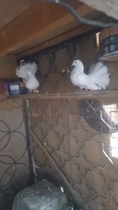 Голуби павлины кептер