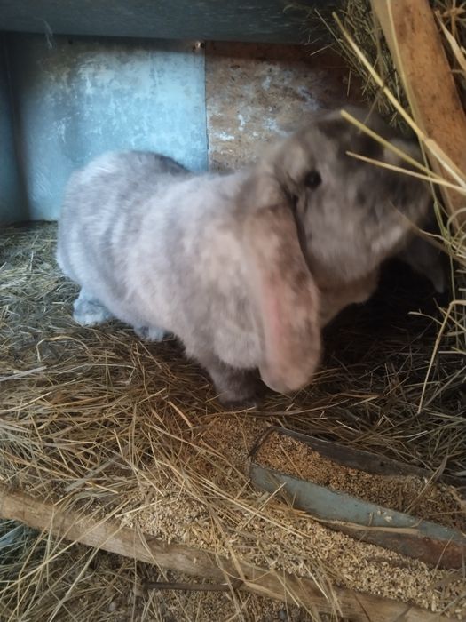 Французский барашек