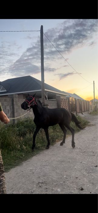 Жылкы сатылады қанды