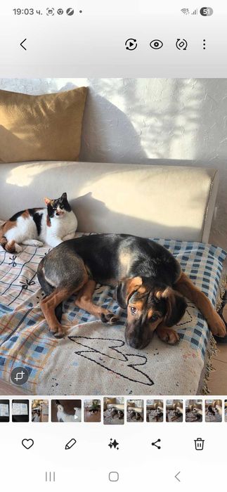 Подарявам кученца