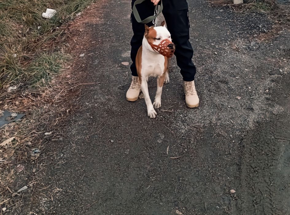 Стаффордширский терьер