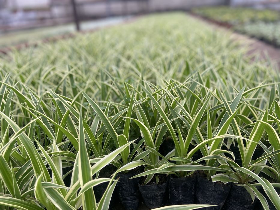 Honaki gul o’zidan kislarot chiaqruvchi gul