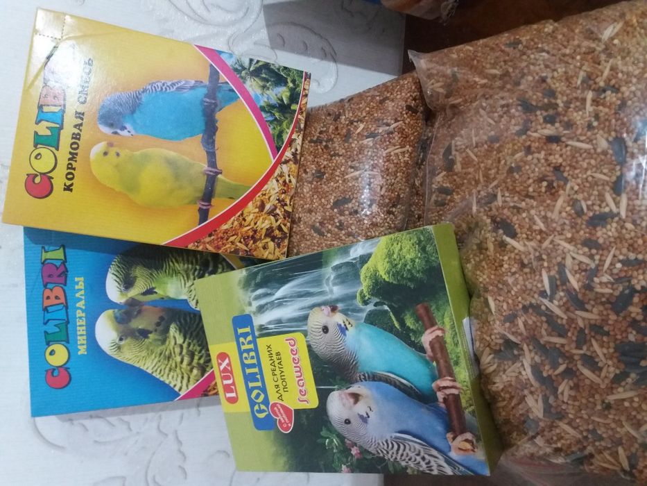 Волнистые попугаи