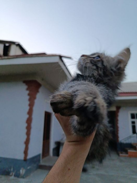 Отдам котёнка только ответственным людям смесь Мейн куна