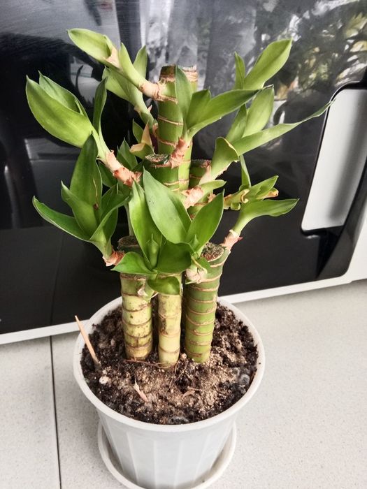 Бамбук Лакки продам