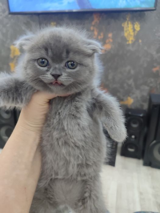 продается девочка скоттш фолд