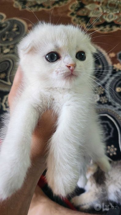 Продаётся шотландский фолд котёнок.