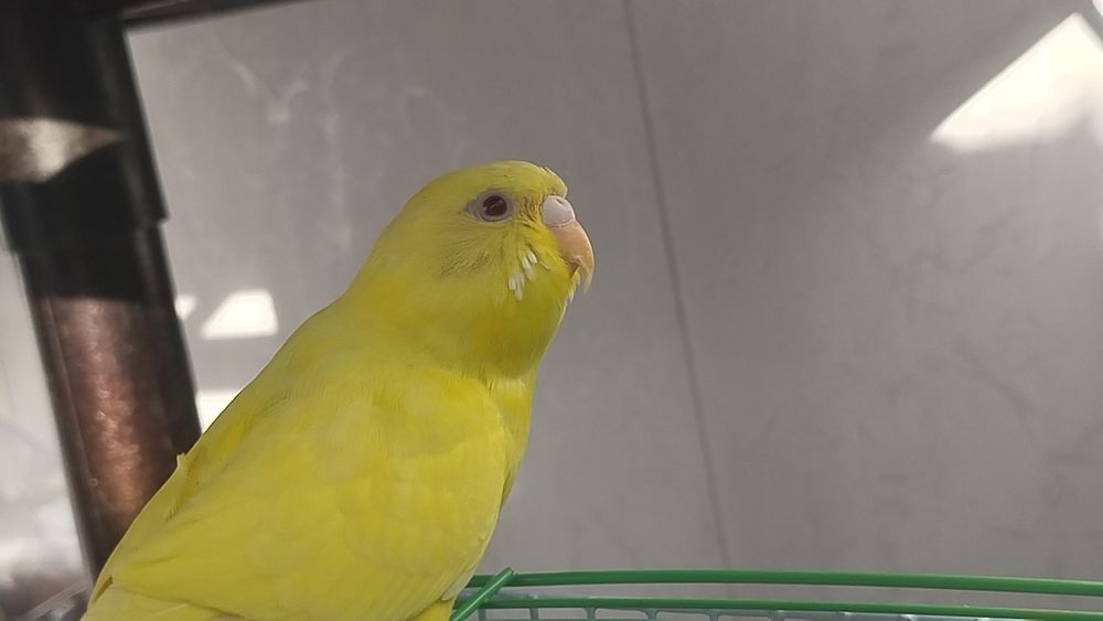 Продаю волнистого попугая