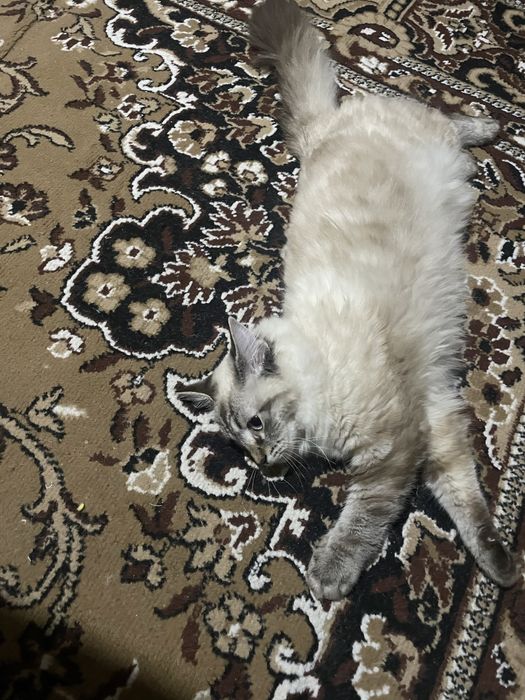 Продается кошка.