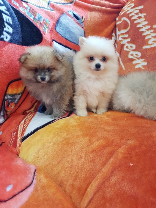 Померан померанчета Гр. София