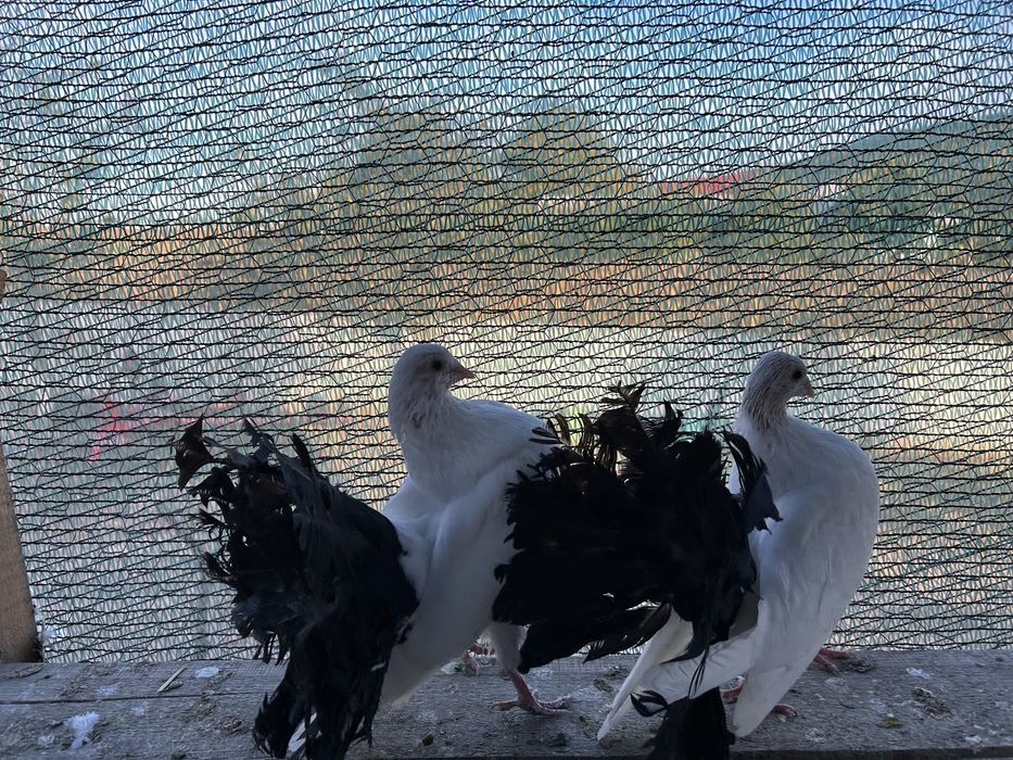 Porumbei rotati /voltati/curcani