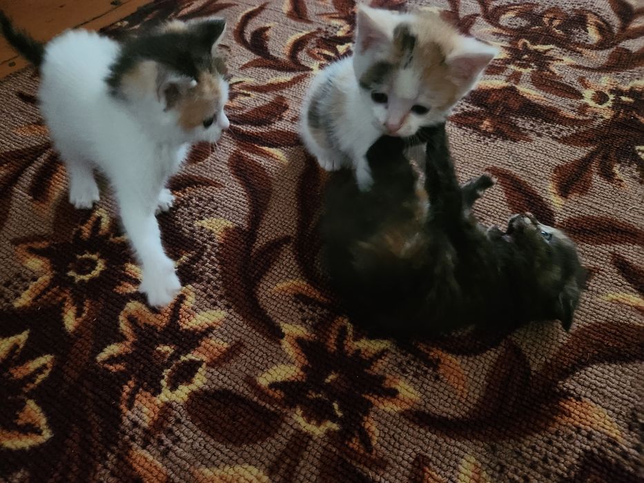 Отдам котят в добрые руки