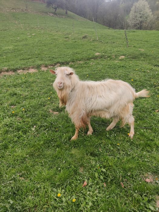 Vând țap rasa Sannen în vârstă de 2 ani