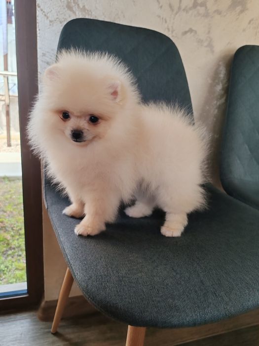 Померан мини мъжко