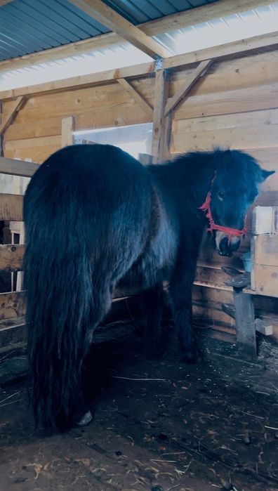 Ponei armăsar negru de  rasă